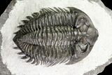 Coltraneia Trilobite Fossil - Huge Faceted Eyes #75458-2